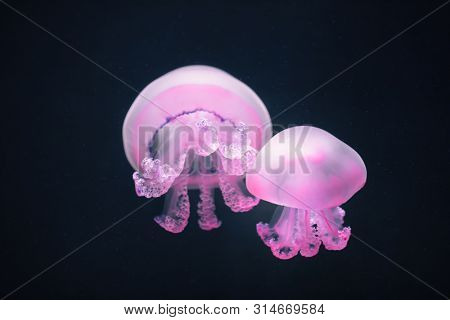 two purple jellyfish rhizostoma pulmo underwater