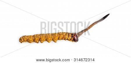 Cordycepe Sinensis (chong Cao, Dong Chong Xia Cao) Or Mushroom Cordyceps This Is A Herbs On Isolated