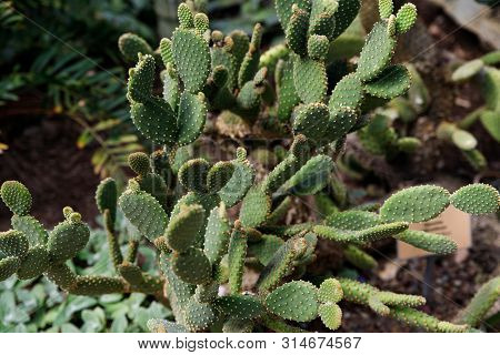 Cactus Opuntia Leucotricha Plant With Spines Close Up. Green Plant Cactus With Spines And Dried Flow
