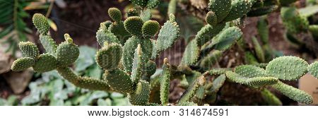 Cactus Opuntia Leucotricha Plant With Spines Close Up. Green Plant Cactus With Spines And Dried Flow