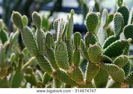 Cactus Opuntia Leucotricha Plant With Spines Close Up. Green Plant Cactus With Spines And Dried Flow