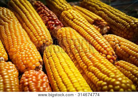 Fresh Corn Closeup. Agricultural Products. Bio Products