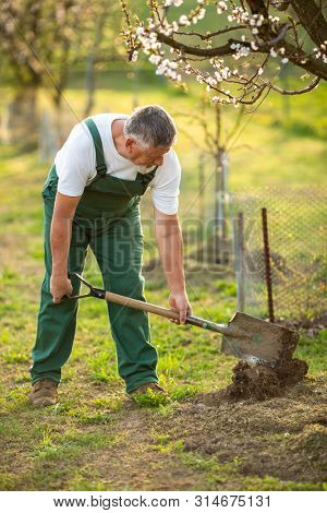 Portrait of a handsome senior man gardening in his garden, on a lovely spring day (color toned image)