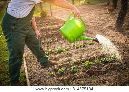 Portrait of a handsome senior man gardening in his garden, on a lovely spring day (color toned image)
