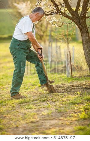 Portrait of a handsome senior man gardening in his garden, on a lovely spring day (color toned image)