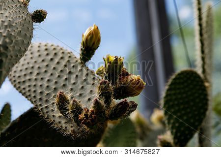 Cactus Opuntia Leucotricha Plant With Spines Close Up. Green Plant Cactus With Spines And Dried Flow
