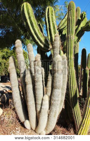 Cactus Plants ( Mamillaria Cactaceae) In The Garden Under The Sun