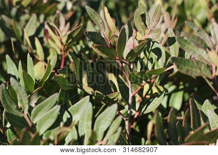 Pistacia Lentiscus Plant Under The Sun In The Mountain