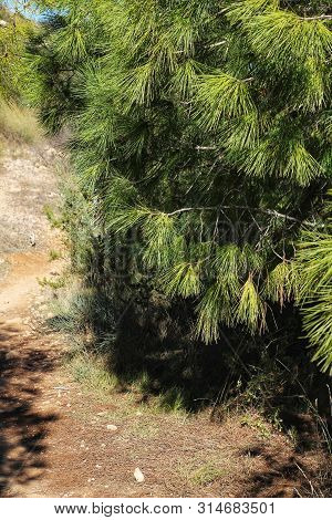 Pinus Halepensis In The Mountain Under The Sun In Alicante