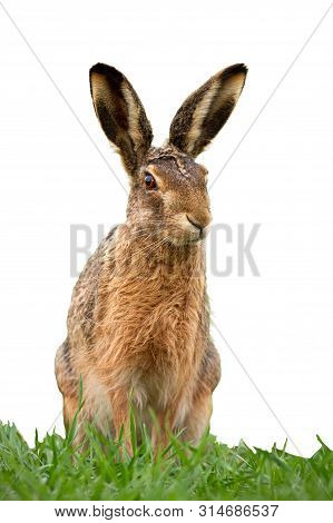 European Brown Hare, Lepus Europaeus In Summer On Green Grass Isolated On White.