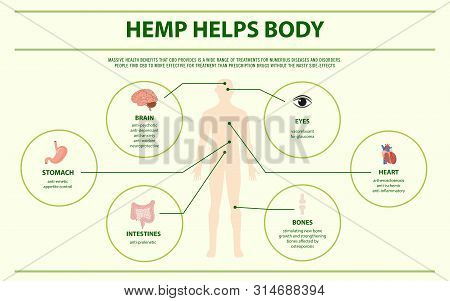 Hemp Helps Body Horizontal Infographic, Healthcare And Medical Illustration About Cannabis