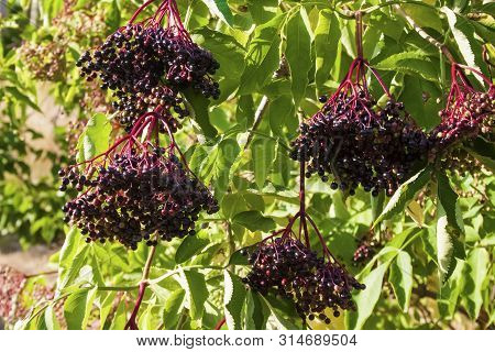 Branch Of Sumbucus (elder) With Ripe Berries