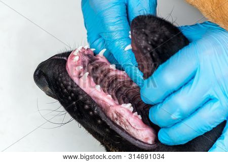 Veterinarian Gloves Examines The Mouth Of A Young Puppy German Shepherd. The Dog Stuck In The Throat