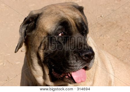 İngiliz Mastiff
