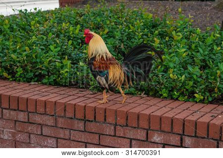 Tampa Bay, Florida. July 12, 2019 Rooster In Centennial Park At Ybor City 3