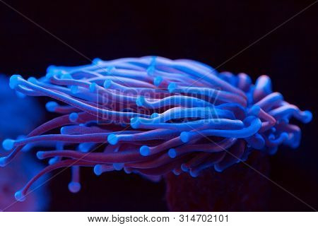Anemones. Beautiful And Colorful Corals In A Marine Aquarium.