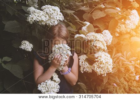 Cute Little Girl Smelling Hydrangea. Person Holding Flowers On Natural Background With Sushine. Chil