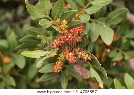 Pistacia Lentiscus In The Garden In Spring
