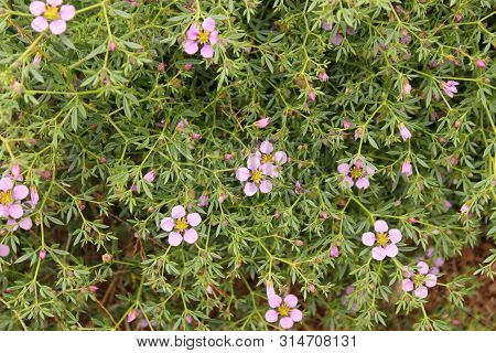 Fagonia Laevis Purple Flowers In The Countryside In Spring