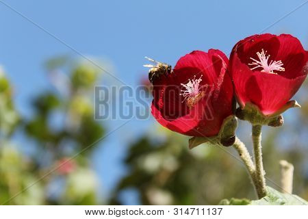 Phymosia Umbellata Plant And Bee Pollination In The Garden In Spring