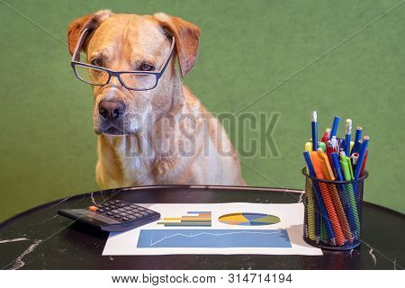 Dog As Financial Work With Report, Pens And Calculater On Table. Dog With Eyeglasses.