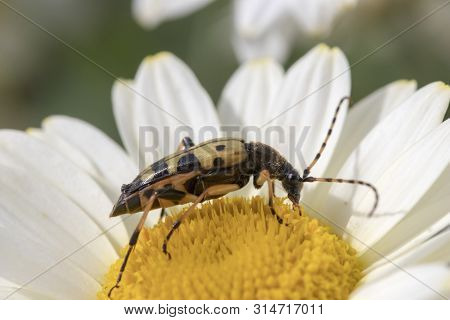 Longhorn Beetle (strangalia Maculata) On Anthemis Tinctoria ‘e.c.buxton’