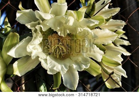 Echinopsis Pachanoi Flowers In Summer Under The Sun