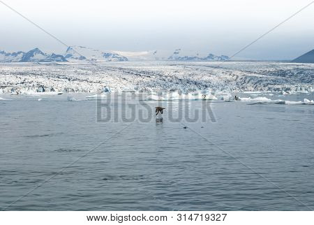 Bird Flying Over In The Middle Of Beautiful Glacier Lagoon At Jokusarlon, Iceland