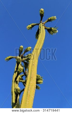 Echinopsis Pachanoi Flowers In Summer Under Blue Sky