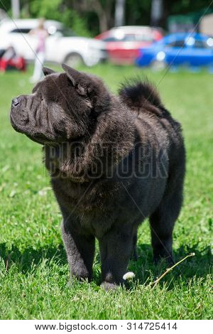 Cute Chow Chow Is Standing On A Green Grass In The Park. Pet Animals.