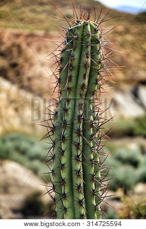 Echinocereus Triglochidiatus Engelm In The Garden Under The Sun