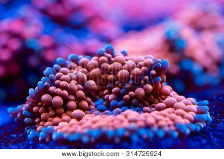 Anemones. Beautiful And Colorful Corals In A Marine Aquarium.