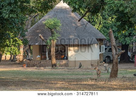 Kruger National Park, South Africa - May 7, 2019: A Bushbuck And Vervet Monkeys Between Chalets In T