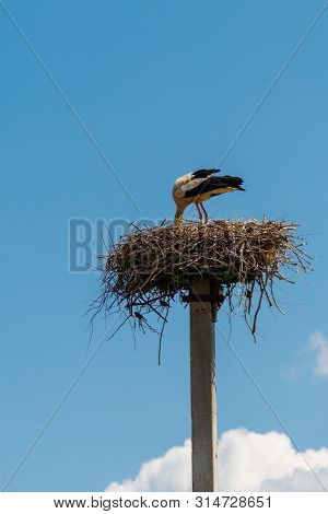 White Stork (ciconia Ciconia) In The Nest On The Pole
