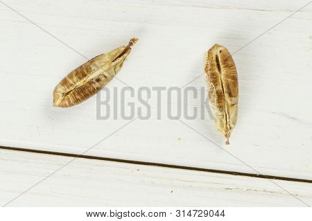 Group Of Two Pieces Of Dried Brown Date Medjool Flatlay On White Wood