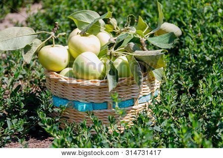 Fresh Ripe Apples In Basket On The Green Grass. Harvesting Concept