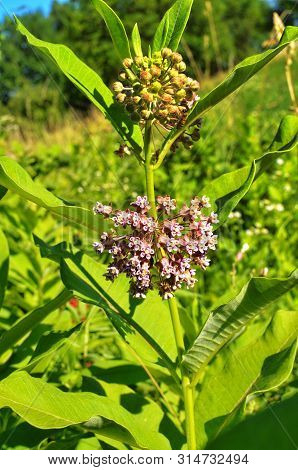 Soft Pink Flowers Of Common Milkweed (asclepias Syriaca)