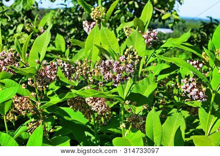 Soft Pink Flowers Of Common Milkweed (asclepias Syriaca)