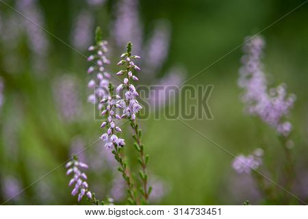 Blossom Of Heather Plant In Kempen Forest, Brabant, Netherland