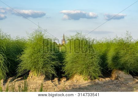 Farm Field With Green Plants Of White Asparagus After Eind Of Season