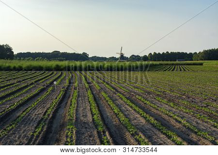 Farm Field With Green Plants Of White Asparagus After Eind Of Season, Young Plants And Wild Mill