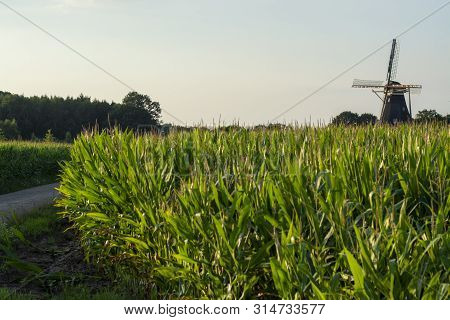 Green Farm Field With Corn Plants And Wind Corn Mill In Brabant,  Netherlands