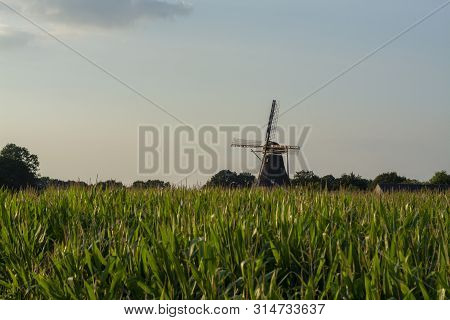 Green Farm Field With Corn Plants And Wind Corn Mill In Brabant,  Netherlands
