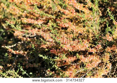 Beautiful And Colorful Salsola Oppositifolia Flowers Under The Sun In Autumn