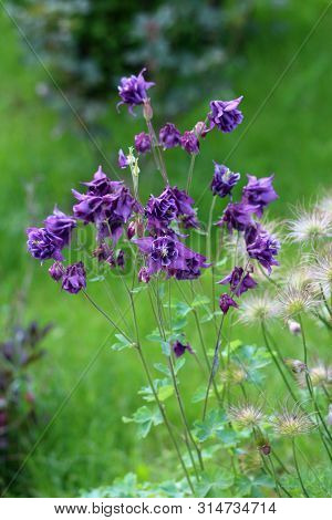 Bunch Of Common Columbine Or Aquilegia Vulgaris Or European Columbine Or Grannys Nightcap Or Grannys