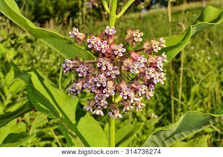 Soft Pink Flowers Of Common Milkweed (asclepias Syriaca)