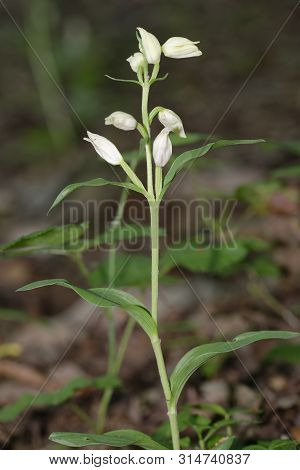White Helleborine - Cephalanthera Damasonium 
A Woodland Orchid