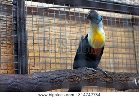 The Channel-billed Toucan (ramphastos Vitellinus) In The Aviary.