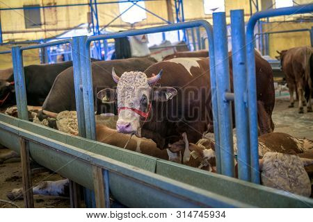 Animal For The Feast Of Sacrifice. (kurban Bayrami, Aid Al Adha) Sacrifice Holiday. Turkey.
