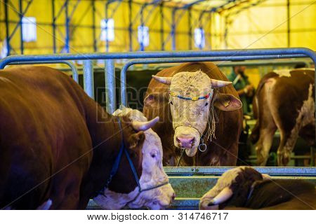 Animal For The Feast Of Sacrifice. (kurban Bayrami, Aid Al Adha) Sacrifice Holiday. Turkey.